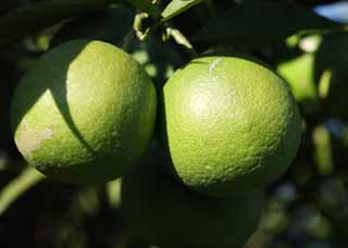 Foto, materiell, befreit, Landschaft, Bild, hat Foto auf Lager,Eine blaue Mandarinenorange, Frucht, , Mandarinenorange, Zitrusfrchtesystem