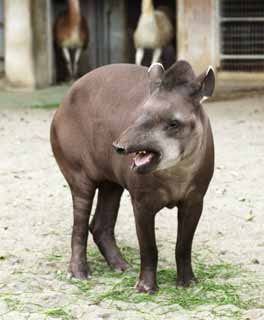 Foto, materiell, befreit, Landschaft, Bild, hat Foto auf Lager,Ein amerikanischer Tapir, Tapir, Traum, Ein Ohr, Stozahn