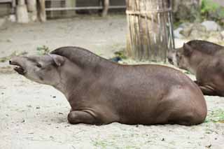 photo, la matire, libre, amnage, dcrivez, photo de la rserve,Un tapir amricain, tapir, rve, Une oreille, Somnolence