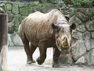 , , , , ,  .,Higashi  rhinoceros, rhinoceros, , , 