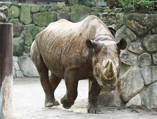 photo,material,free,landscape,picture,stock photo,Creative Commons,Higashi black rhinoceros, rhinoceros, , horn, 