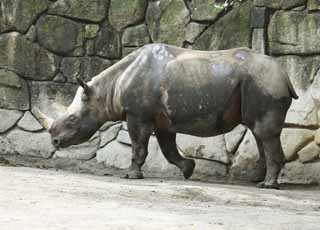 Foto, materiell, befreit, Landschaft, Bild, hat Foto auf Lager,Higashi schwarzes Nashorn, Nashorn, , Horn, 