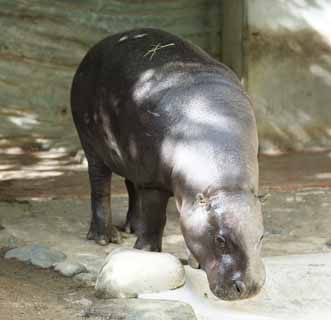 photo, la matire, libre, amnage, dcrivez, photo de la rserve,Un hippopotame pygme, hippopotame, Hippopotame, , promenade