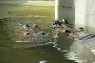 fotografia, materiale, libero il panorama, dipinga, fotografia di scorta,Un ippopotamo, ippopotamo, Ippopotamo, Amabilit, animale che pascola