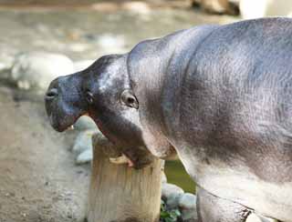 photo,material,free,landscape,picture,stock photo,Creative Commons,A pygmy hippopotamus, hippopotamus, Hippo, , tusk