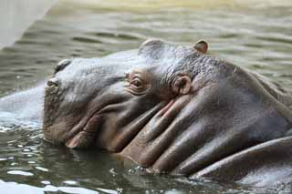 photo, la matire, libre, amnage, dcrivez, photo de la rserve,Un hippopotame, hippopotame, Hippopotame, Amabilit, paissant animal