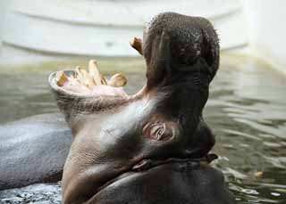 photo,material,free,landscape,picture,stock photo,Creative Commons,A hippopotamus, hippopotamus, Hippo, Amiability, grazing animal