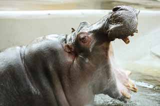 photo,material,free,landscape,picture,stock photo,Creative Commons,A hippopotamus, hippopotamus, Hippo, Amiability, grazing animal