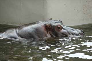 , , , , ,  .,hippopotamus, hippopotamus, Hippo, , grazing 