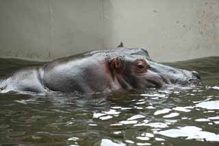 photo,material,free,landscape,picture,stock photo,Creative Commons,A hippopotamus, hippopotamus, Hippo, Amiability, grazing animal