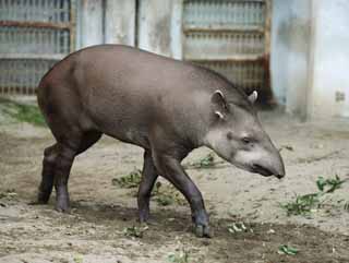 Foto, materiell, befreit, Landschaft, Bild, hat Foto auf Lager,Ein amerikanischer Tapir, Tapir, Traum, Ein Ohr, Schlfrigkeit