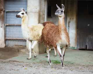 photo,material,free,landscape,picture,stock photo,Creative Commons,A lama, , Lightness, , domestic animal