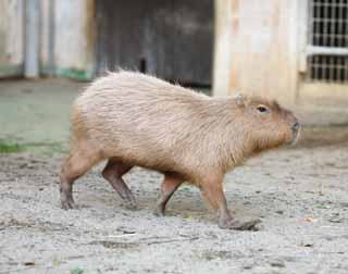 Foto, materiell, befreit, Landschaft, Bild, hat Foto auf Lager,Flussschwein, Flussschwein, Maus, , 