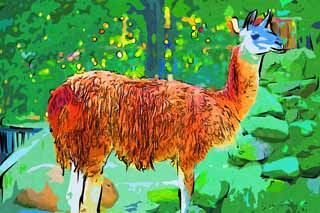 illust,tela,gratis,paisaje,fotografa,idea,pintura,Lpiz de color,dibujo,Un lama, , Ligereza, , Animal domstico