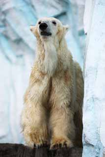 fotografia, material, livra, ajardine, imagine, proveja fotografia,Um urso branco, urso, urso branco, urso de margem, Ferocidade