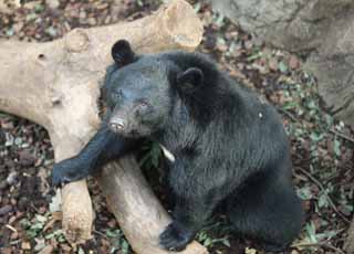 fotografia, materiale, libero il panorama, dipinga, fotografia di scorta,Un orso di nero asiatico giapponese, orso, , , Ferocia