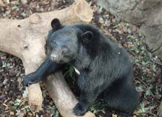 photo, la matire, libre, amnage, dcrivez, photo de la rserve,Un ours du noir asiatique japonais, ours, , , Frocit