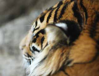 photo,material,free,landscape,picture,stock photo,Creative Commons,The nap of the tiger, tiger, , , 