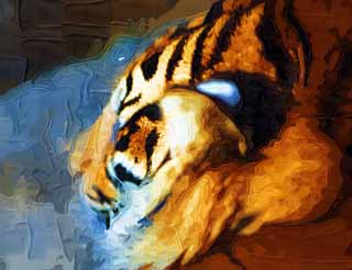 illust, materiale, libero panorama, ritratto dipinto, matita di colore disegna a pastello, disegnando,Il pisolino del tigre, tigre, , , 