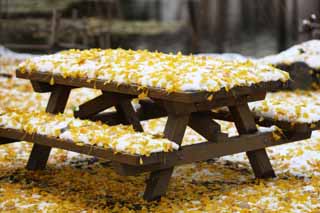 photo,material,free,landscape,picture,stock photo,Creative Commons,The lively bench of snow and the ginkgo, Colored leaves, ginkgo, Yellow, table