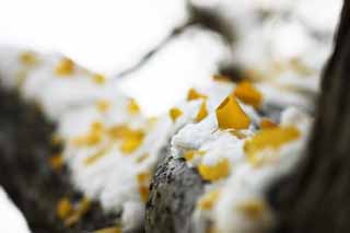 Foto, materiell, befreit, Landschaft, Bild, hat Foto auf Lager,Es ist ein ginkgo in Schnee, Frbte Bltter, ginkgo, Gelb, Der Schnee