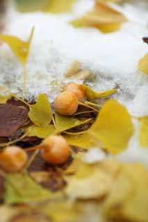 Foto, materieel, vrij, landschap, schilderstuk, bevoorraden foto,Het is een ginkgo in de sneeuw, Ginkgo, , , De sneeuw