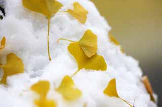 fotografia, material, livra, ajardine, imagine, proveja fotografia, um ginkgo em neve, Folhas coloridas, ginkgo, Amarelo, A neve