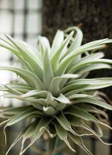 photo, la matire, libre, amnage, dcrivez, photo de la rserve,Tillandsia Hari chinquapin, plante d'intrieur, Plante arienne, Jardiner, plante charnelle