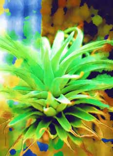 illust, , , , , ,  ,  , .,Tillandsia  chinquapin, houseplant,  , Gardening, fleshy 