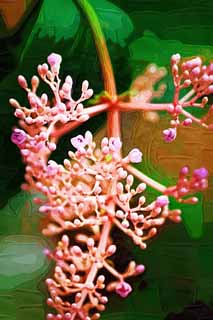 ,,, ,,,   , ,.  

speciosa.,   ., floret., .,  .