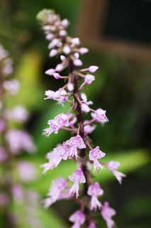 foto,tela,gratis,paisaje,fotografa,idea,Longifolia, Rosado, Una orqudea, Inflorescence, La zona tropical