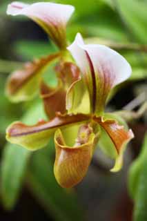 , , , , ,  .,Paphiopedilum,  , orchid, , 