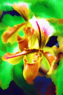 illust, material, livram, paisagem, quadro, pintura, lpis de cor, creiom, puxando,Paphiopedilum, flor verde, Uma orqudea, bolsa, 