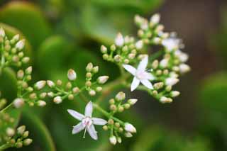 fotografia, material, livra, ajardine, imagine, proveja fotografia,O flsculo da planta carnuda, Cor-de-rosa claro, Eu estou bonito, broto, Florescendo