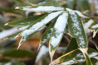 photo,material,free,landscape,picture,stock photo,Creative Commons,It is snowy to bamboo grass, bamboo grass, The snow, snowy crystal, forest