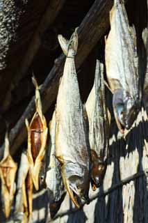 fotografia, materiale, libero il panorama, dipinga, fotografia di scorta,L'aerazione fredda del salmone, salmone, , , Salmone Toba