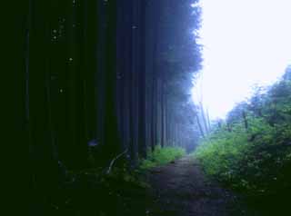 photo,material,free,landscape,picture,stock photo,Creative Commons,Misty mountain path, water, fog, grove, 