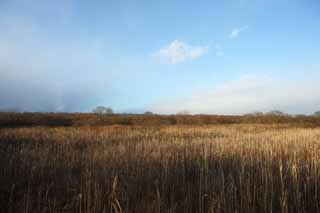 photo,material,free,landscape,picture,stock photo,Creative Commons,The damp plain of the Lake Uto Ney, Damp ground, damp plain, Dry grass, blue sky