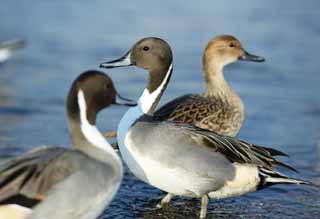 photo,material,free,landscape,picture,stock photo,Creative Commons,A pin-tailed duck, duck, , waterfowl, Amiability