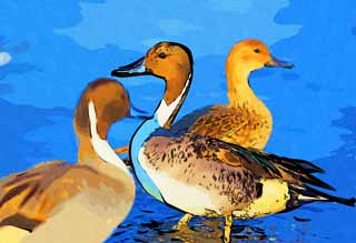 illustration,material,free,landscape,picture,painting,color pencil,crayon,drawing,A pin-tailed duck, duck, , waterfowl, Amiability