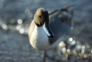 Foto, materiell, befreit, Landschaft, Bild, hat Foto auf Lager,Eine fotogene Ente, Ente, , Wasservogel, Liebenswrdigkeit