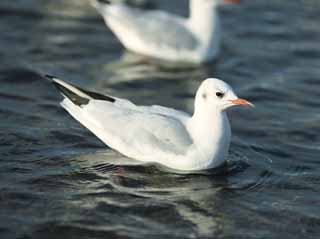 Foto, materieel, vrij, landschap, schilderstuk, bevoorraden foto,De oester vogel welk voor een golf verwikt, Gull, , , Amiability