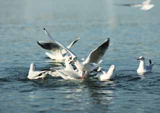 Foto, materieel, vrij, landschap, schilderstuk, bevoorraden foto,Een levendige oester vogel, Gull, , , Amiability