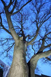 photo,material,free,landscape,picture,stock photo,Creative Commons,Big Wood, big tree, I light it up, way of branch, The bark