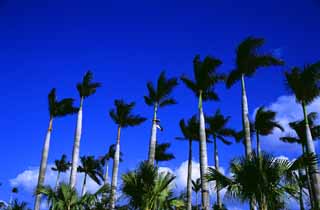 photo,material,free,landscape,picture,stock photo,Creative Commons,Palm trees against the blue sky, cloud, grove, , 