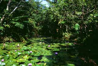 Foto, materieel, vrij, landschap, schilderstuk, bevoorraden foto,Expeditie in een jungle, Water lelie, Groen, Waterplas, 