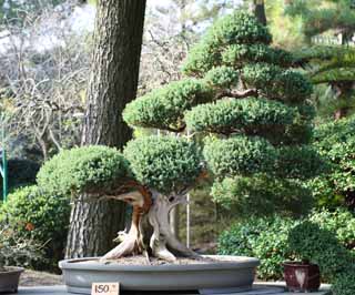 fotografia, materiale, libero il panorama, dipinga, fotografia di scorta,Un bonsai coreano, bonsai, pianta orto, Facendo del giardinaggio, Art