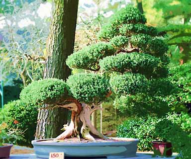 ,,, ,,,   , ,.  

bonsai ., bonsai.,  ., ., .