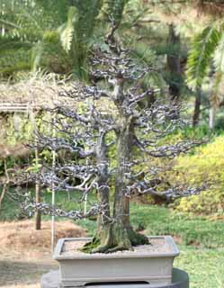 photo,material,free,landscape,picture,stock photo,Creative Commons,A Korean bonsai, bonsai, garden plant, Gardening, Art