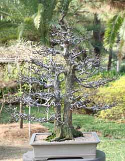 ,,, ,,,bonsai ., bonsai.,  ., ., .